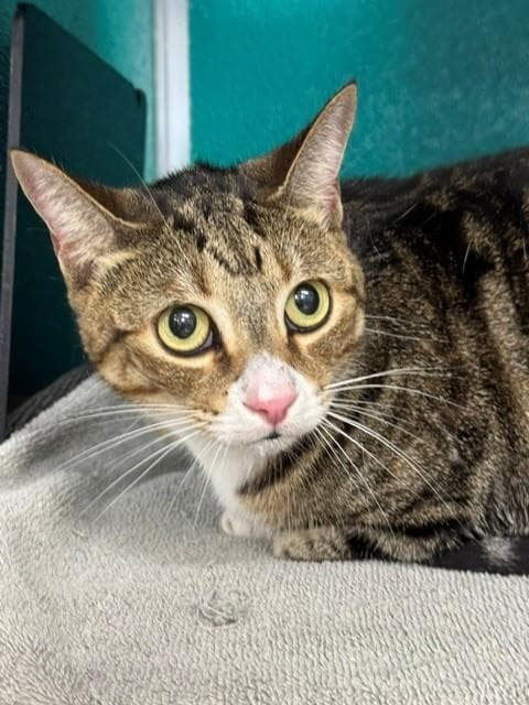 Jersey Girl - Domestic Short Hair