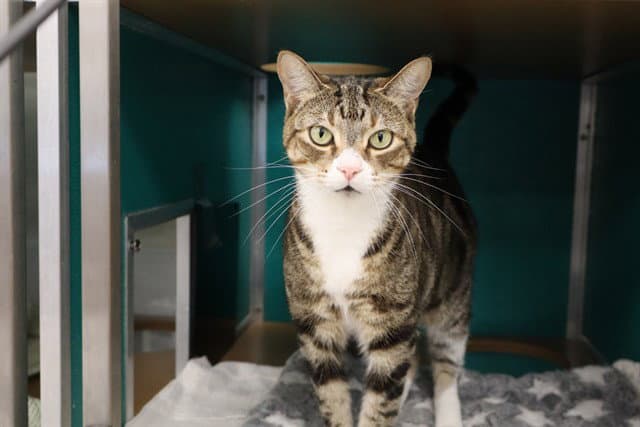 Jersey Girl - Domestic Short Hair