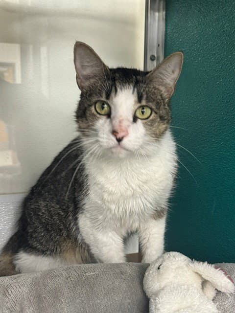 Buttercup - Domestic Short Hair