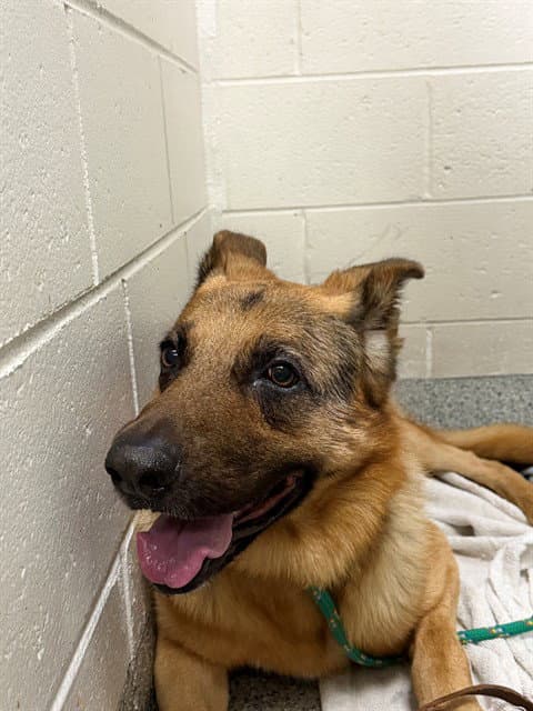 Unknown - German Shepherd Dog