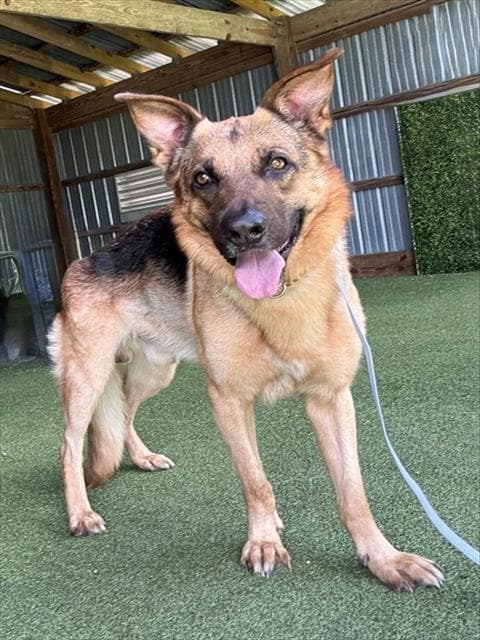 Unknown - German Shepherd Dog