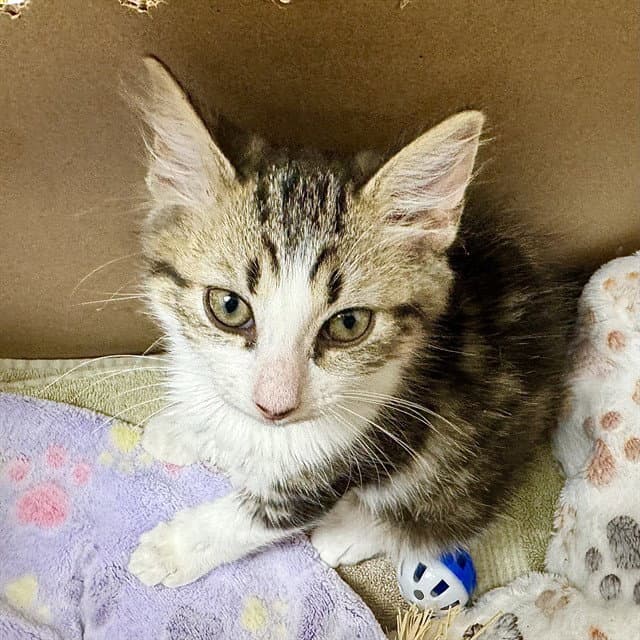 Unknown - Domestic Short Hair
