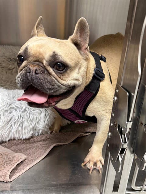 Petunia - French Bulldog