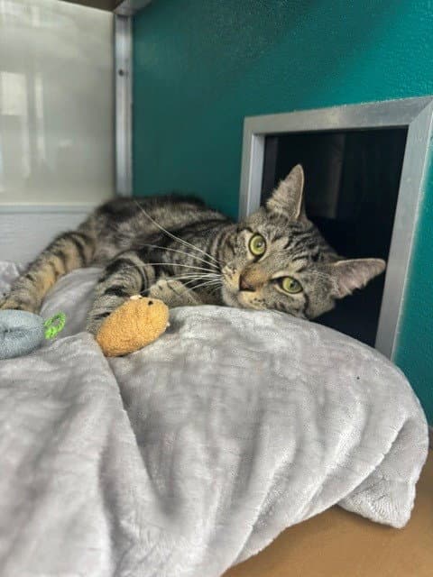 Boomer - Domestic Short Hair