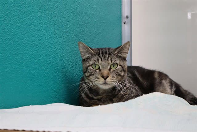 Boomer - Domestic Short Hair