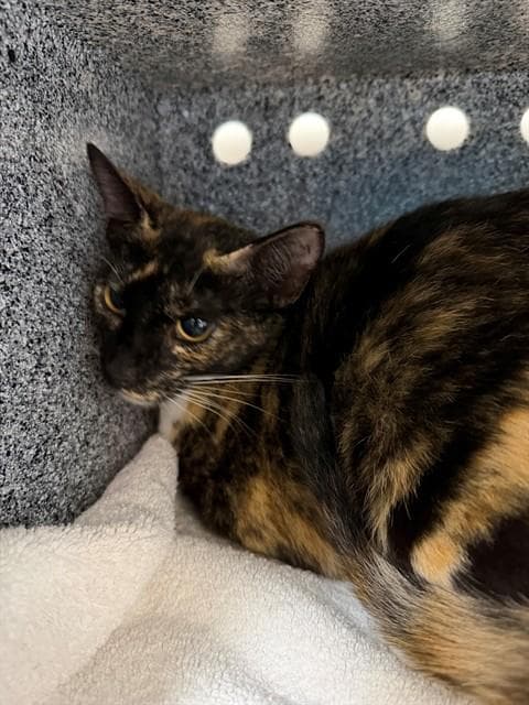 Unknown - Domestic Short Hair