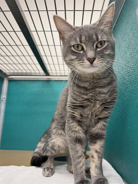 Mini - Domestic Short Hair