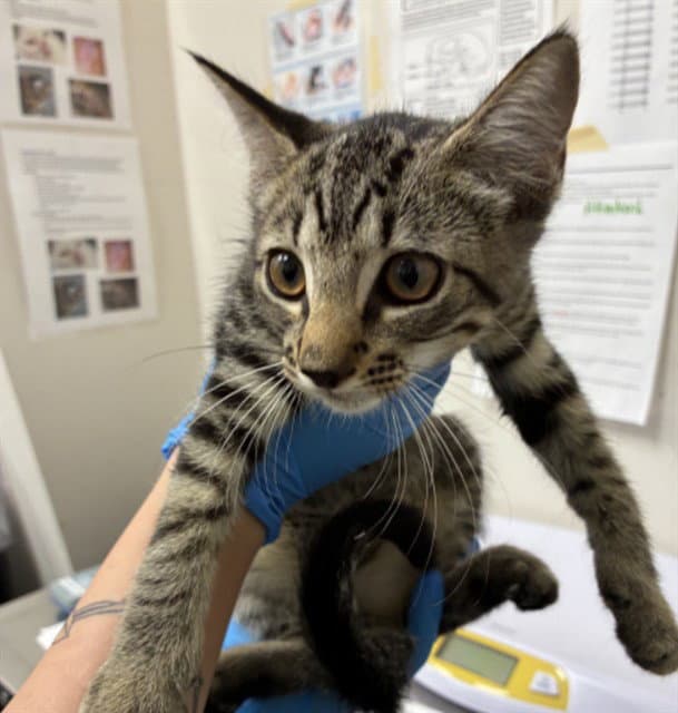 Spinach - Domestic Short Hair