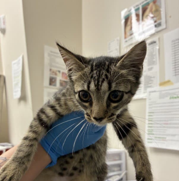 Squash - Domestic Short Hair