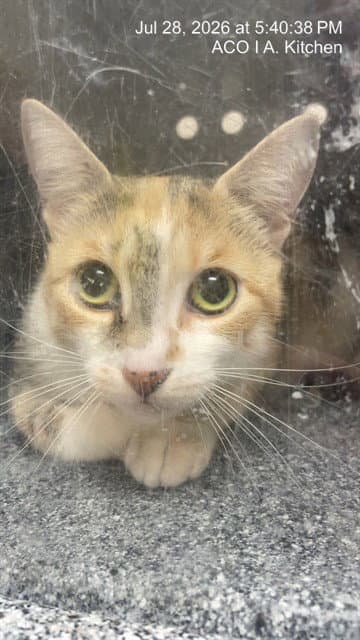 Unknown - Domestic Short Hair