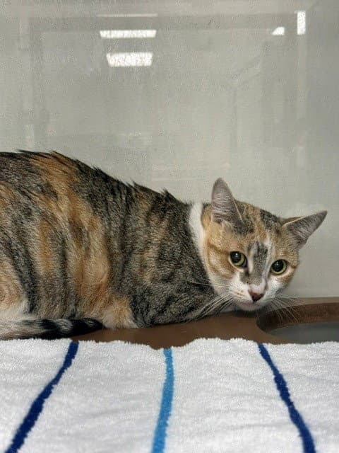Unknown - Domestic Short Hair