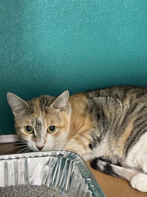 Unknown - Domestic Short Hair