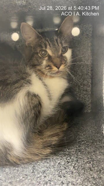 Tom Cat - Domestic Medium Hair