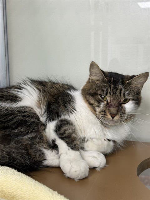 Tom Cat - Domestic Medium Hair