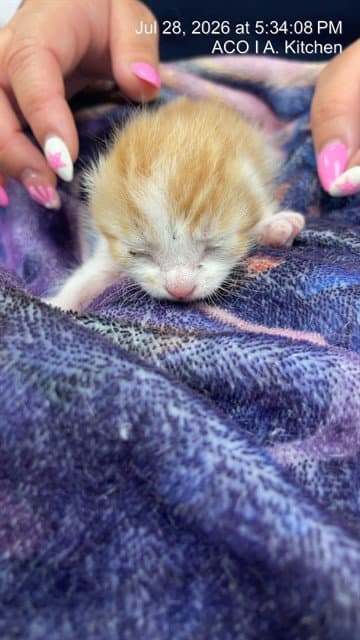 Unknown - Domestic Short Hair