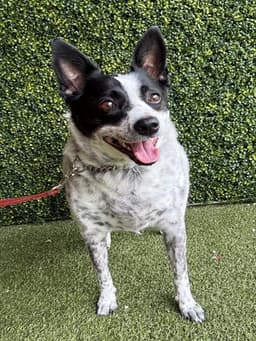 Dottie image 1