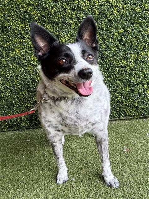 Dottie - Australian Cattle Dog/Blue Heeler