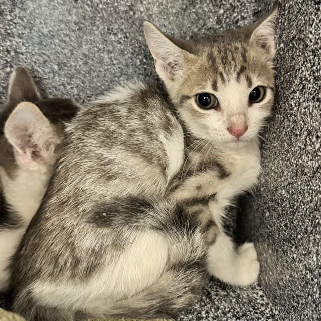 Unknown - Domestic Short Hair