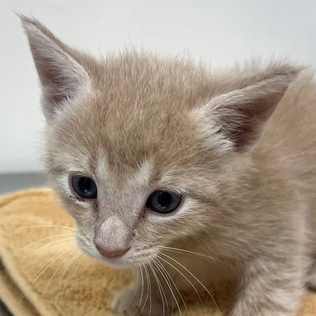 Frank - Domestic Short Hair