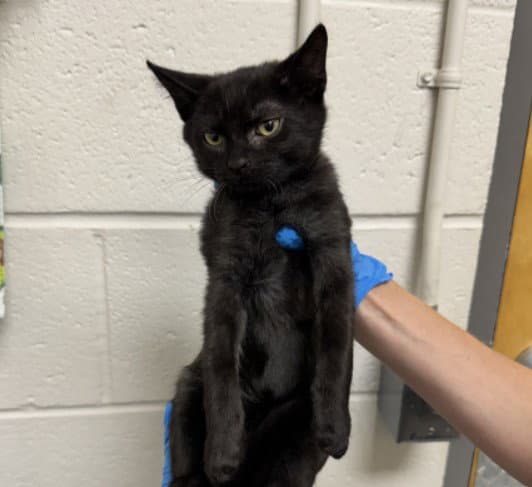Unknown - Domestic Short Hair
