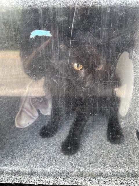 Yoda - Domestic Short Hair