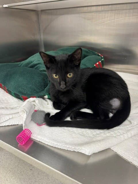 Yoda - Domestic Short Hair