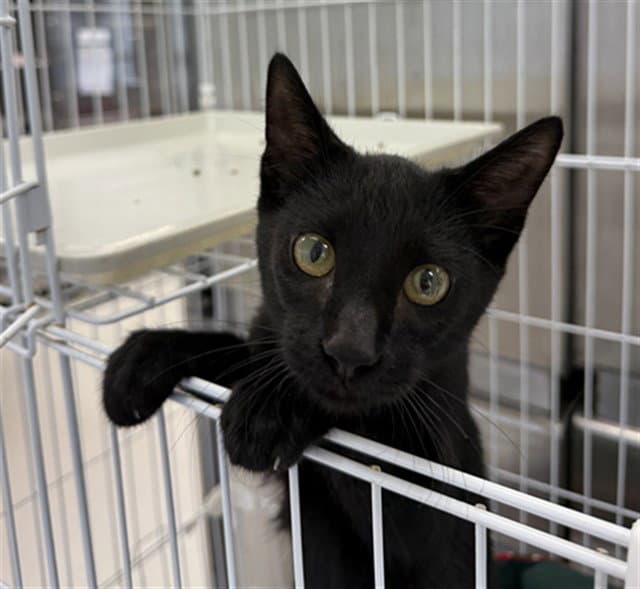 Yoda - Domestic Short Hair
