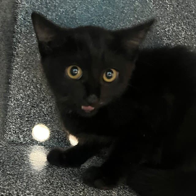 Unknown - Domestic Short Hair