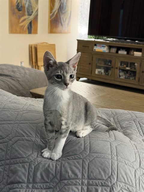 Collier - Domestic Short Hair