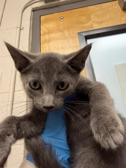 Unknown - Domestic Short Hair
