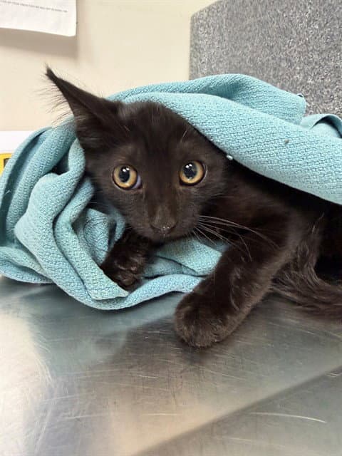 Unknown - Domestic Short Hair