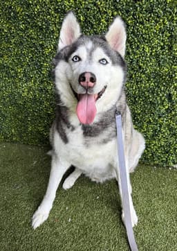 Koa image 1