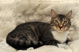 Loki image 1