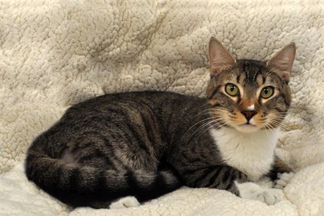 Loki - Domestic Short Hair