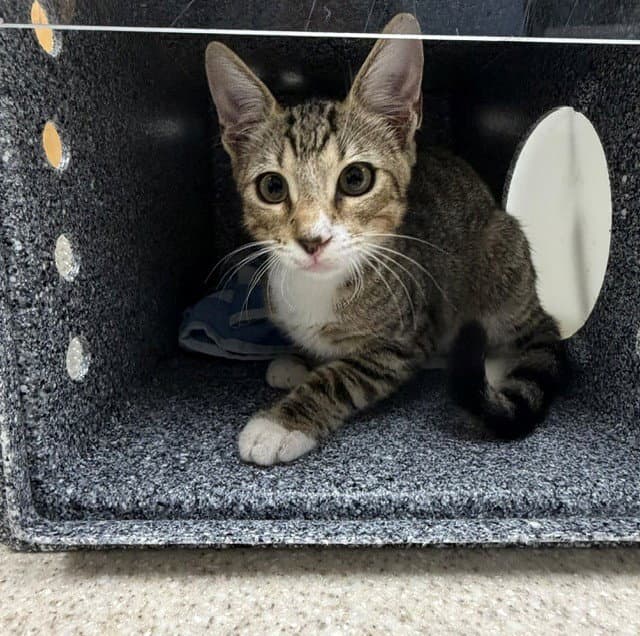 Elliot - Domestic Short Hair