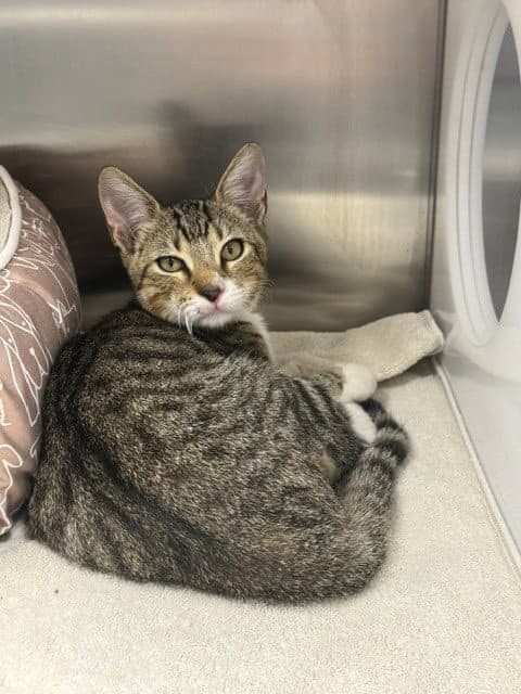 Elliot - Domestic Short Hair