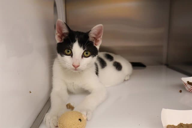 Unknown - Domestic Short Hair