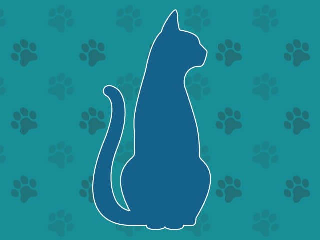 Unknown - Domestic Short Hair