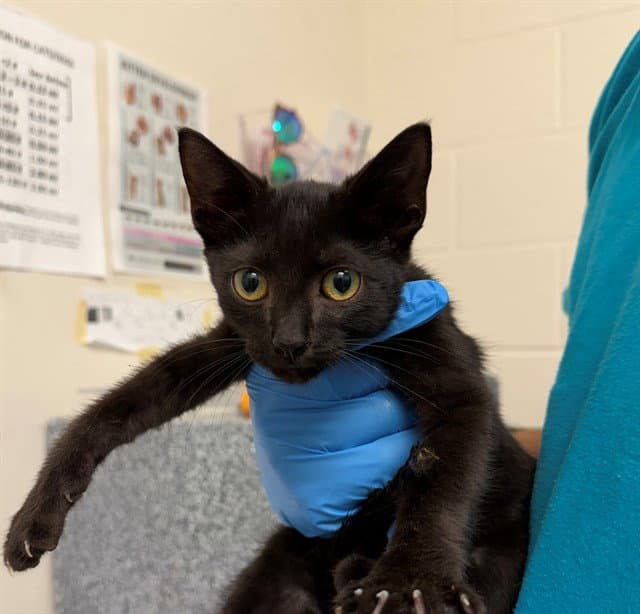 Odysseus - Domestic Short Hair