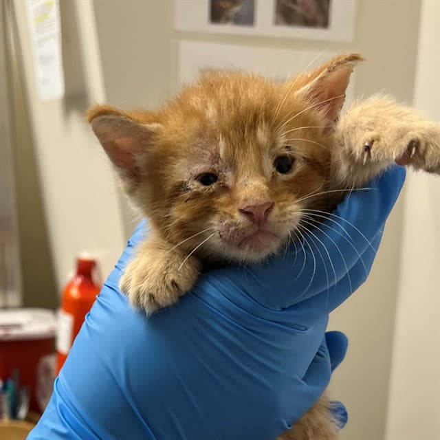 Fuzzy Navel - Domestic Short Hair