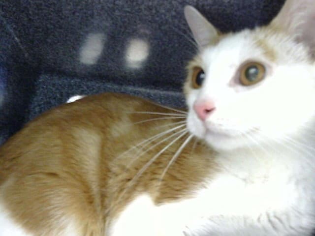 Maggie - Domestic Short Hair