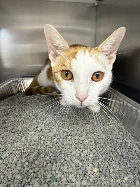 Maggie - Domestic Short Hair