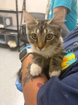 Mittens image 1