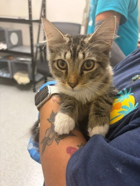 Mittens - Domestic Medium Hair