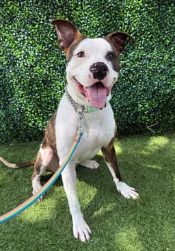 Rex image 1