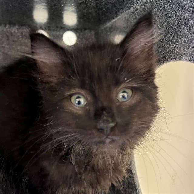 Unknown - Domestic Short Hair
