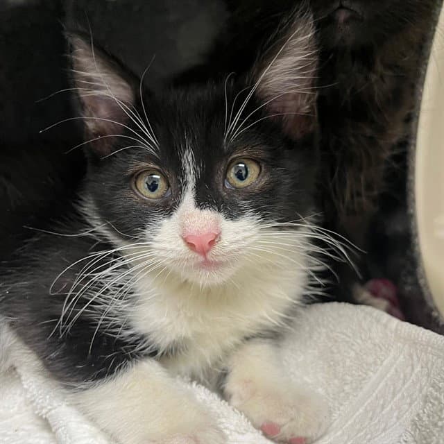 Unknown - Domestic Short Hair