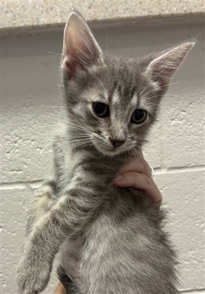 Unknown - Domestic Short Hair