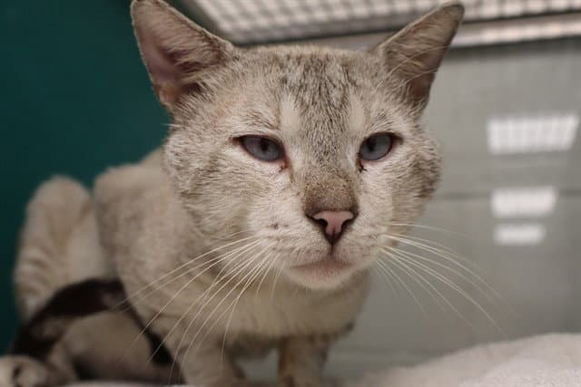 Merlin - Domestic Short Hair