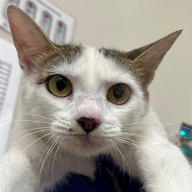 Unknown - Domestic Short Hair